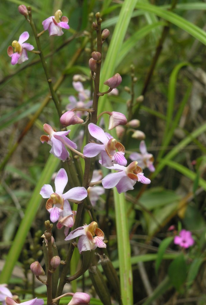 Phalaenopsis pulcherrima