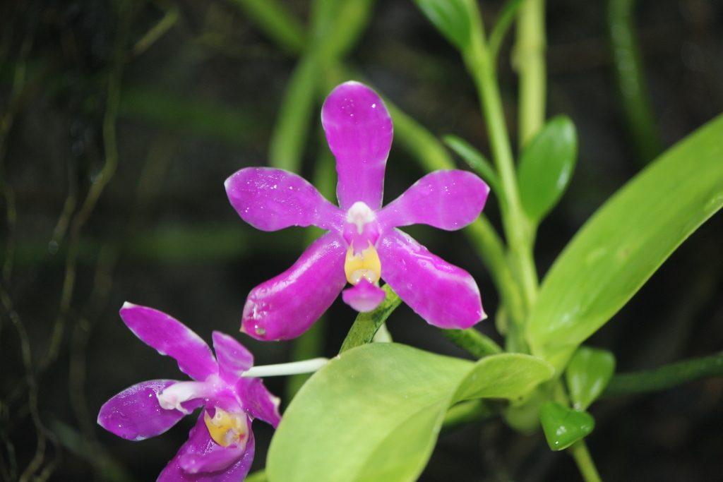 Phalaenopsis pulchra
