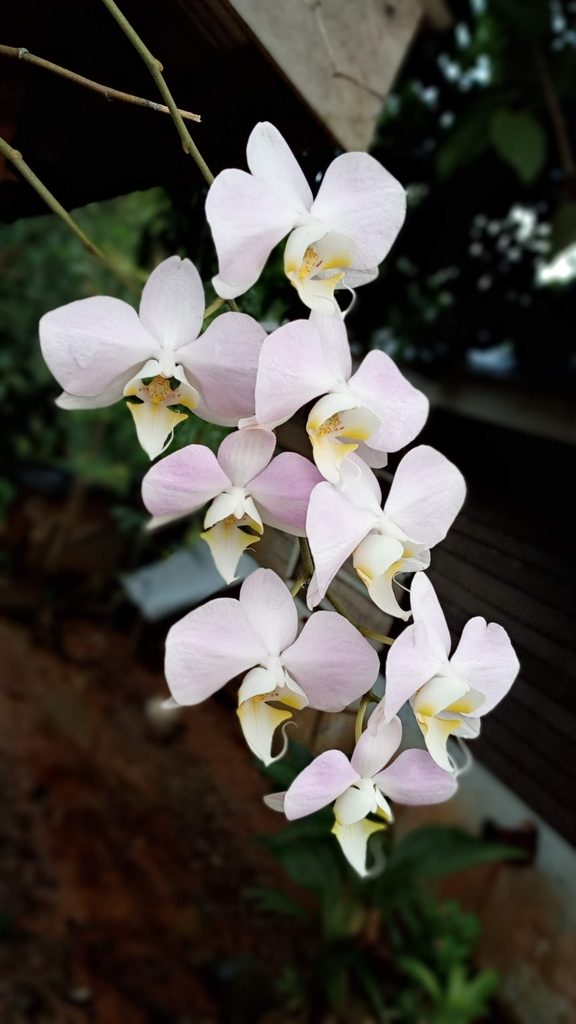 Phalaenopsis sanderiana