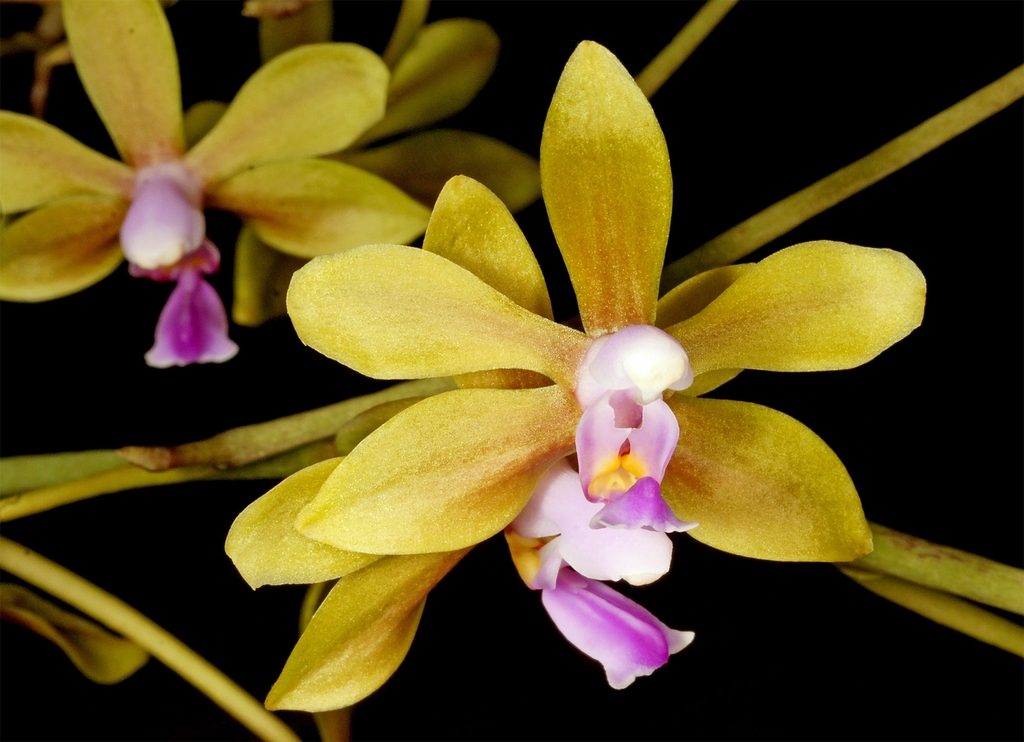 Phalaenopsis stobartiana