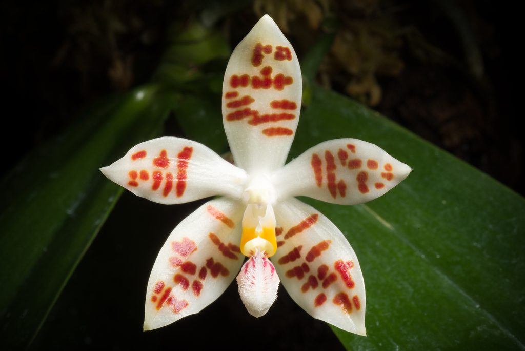 Phalaenopsis sumatrana