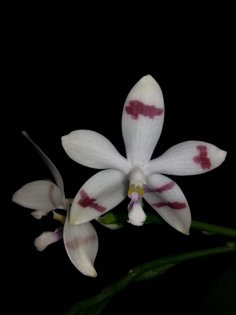 Phalaenopsis tetraspis