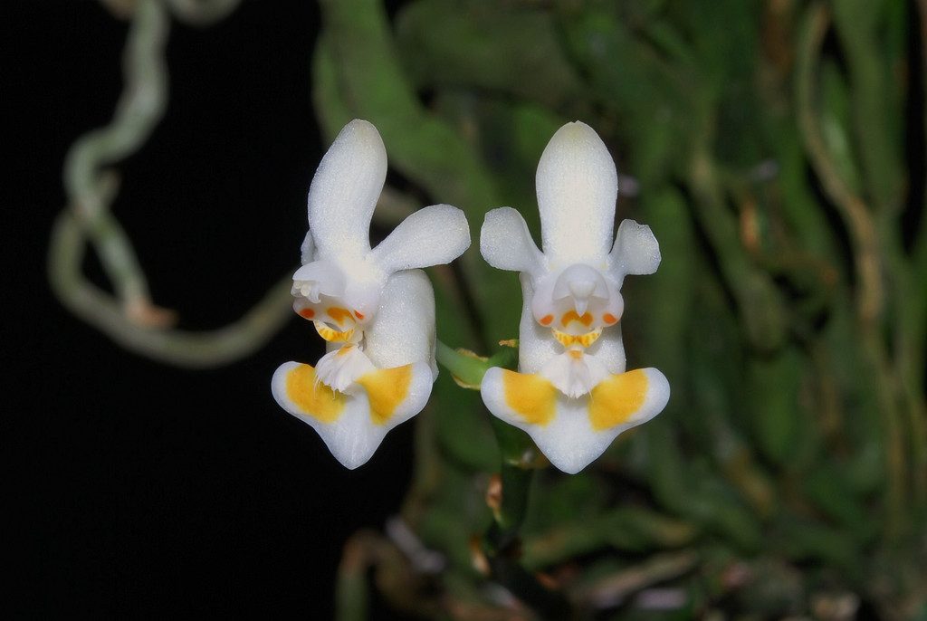 Phalaenopsis thailandica