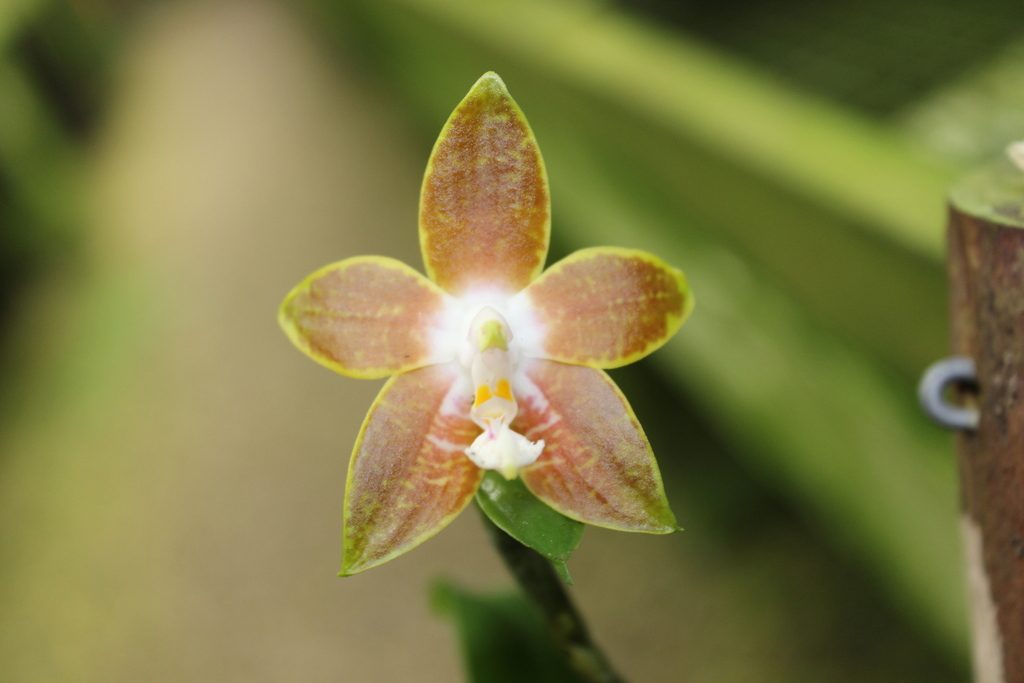Phalaenopsis venosa