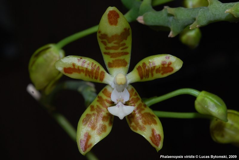 Phalaenopsis viridis