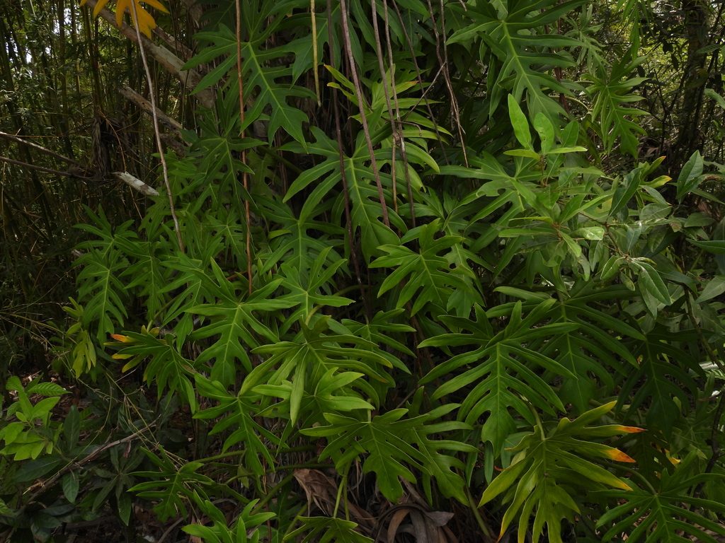 Philodendron xanadu