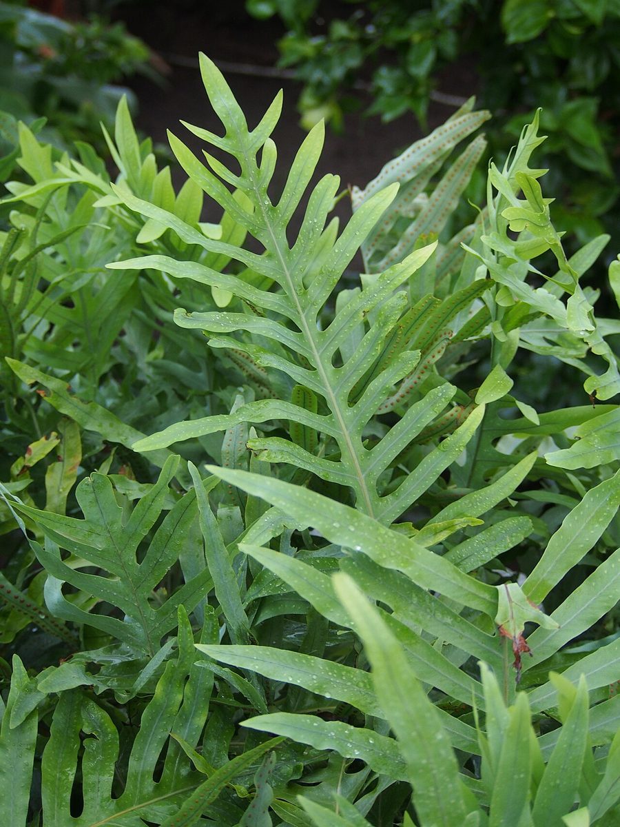 Phlebodium