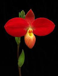 Phragmipedium besseae