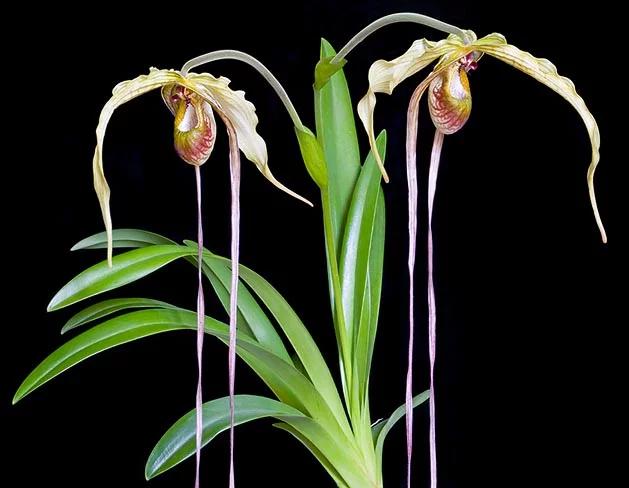 Phragmipedium