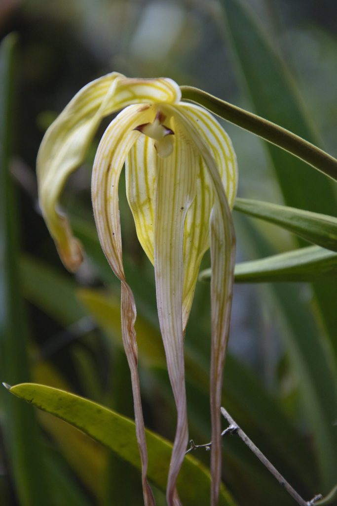 Phragmipedium lindenii