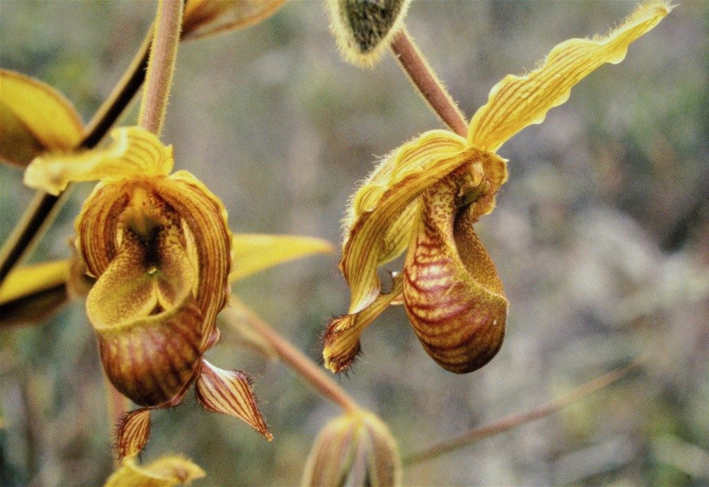 Phragmipedium lindleyanum