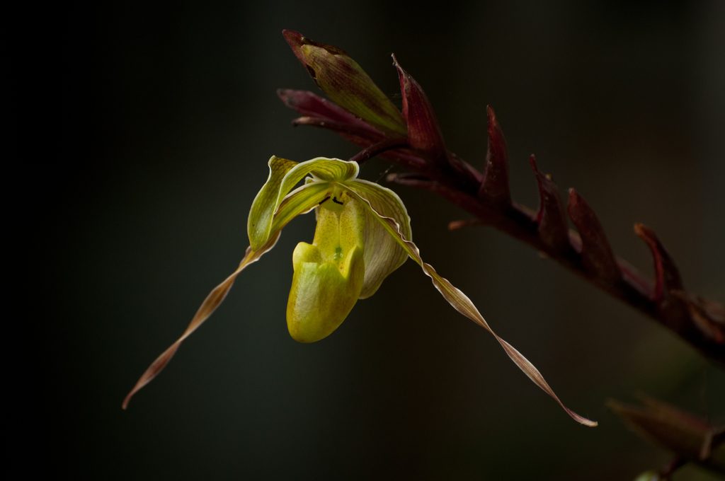 Phragmipedium longifolium