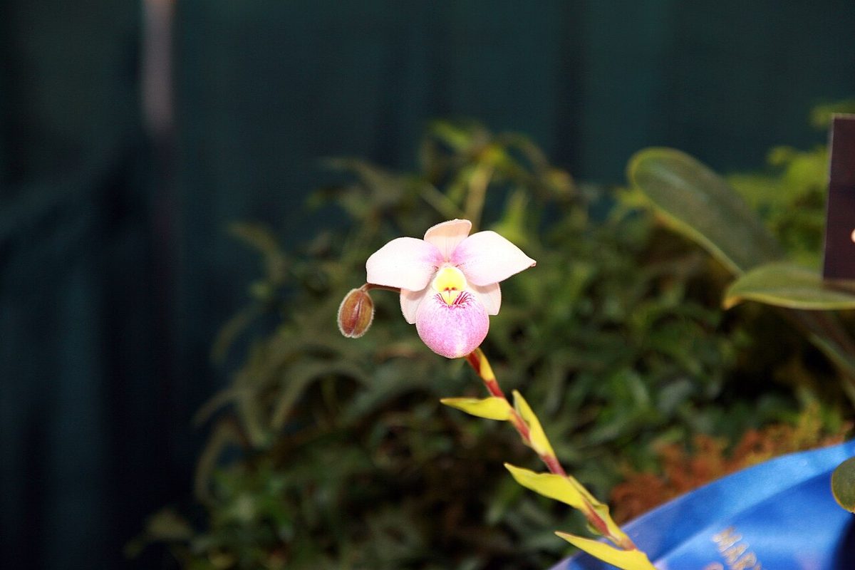 Phragmipedium schlimii