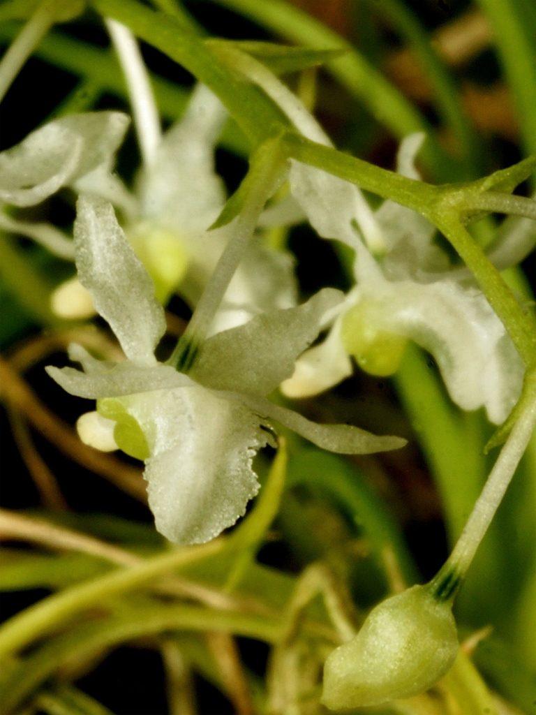 Phymatidium