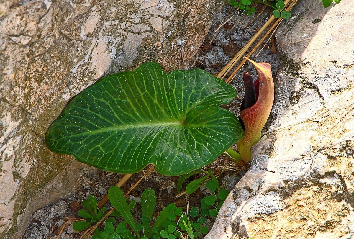 Pictum