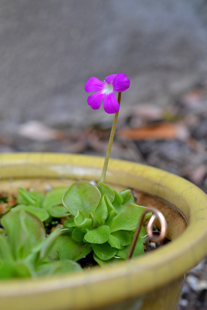 Lentibulariaceae