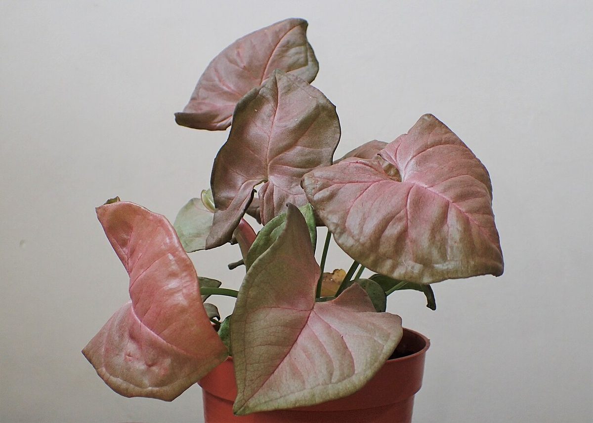 Pink Allusion