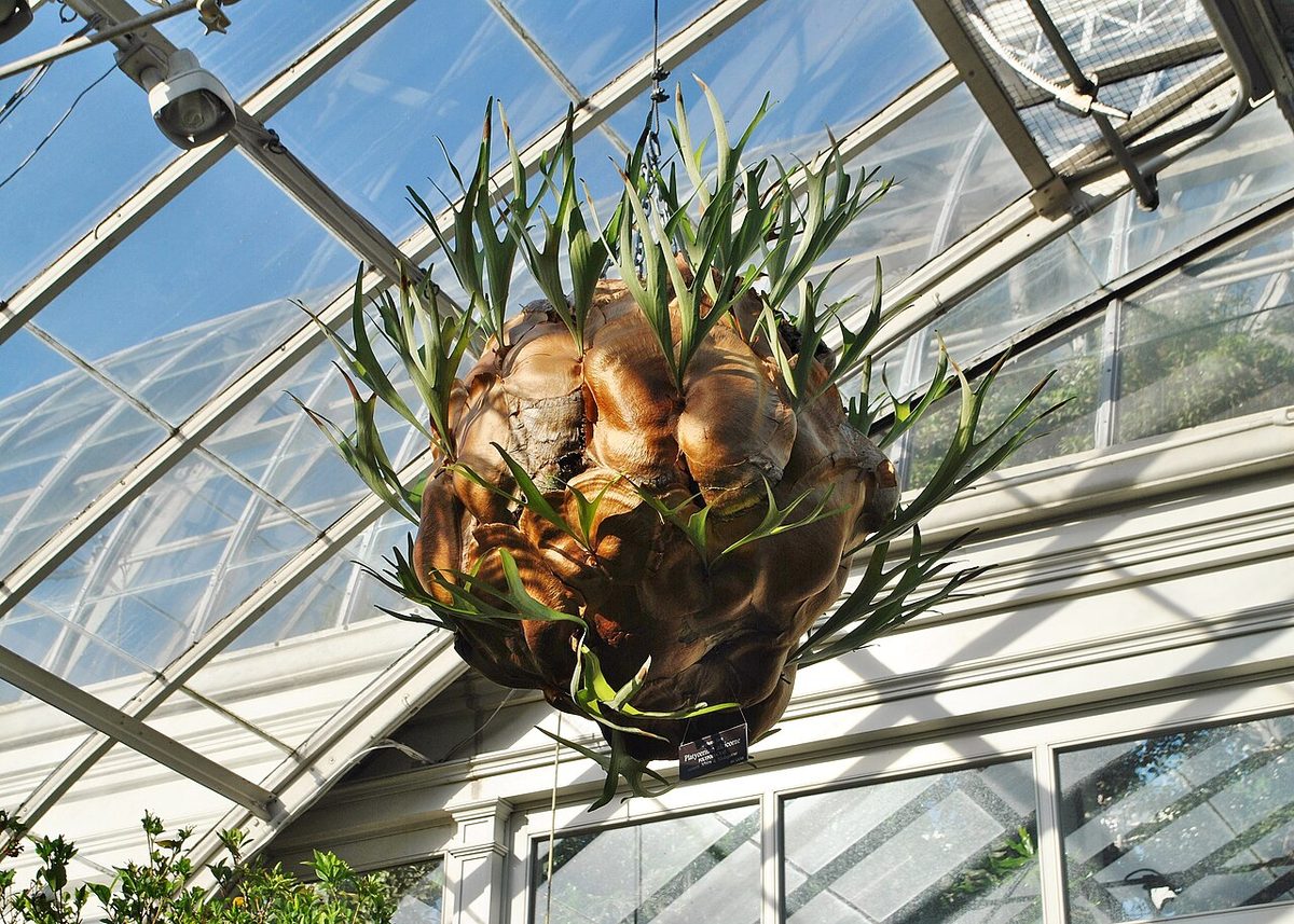Platycerium