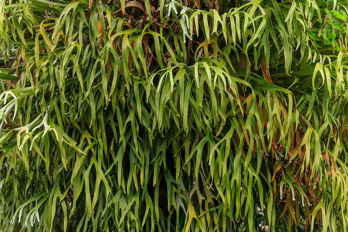 Platycerium bifurcatum