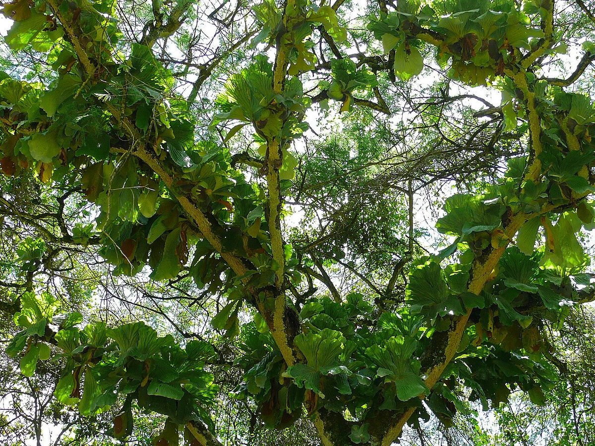 Platycerium elephantotis