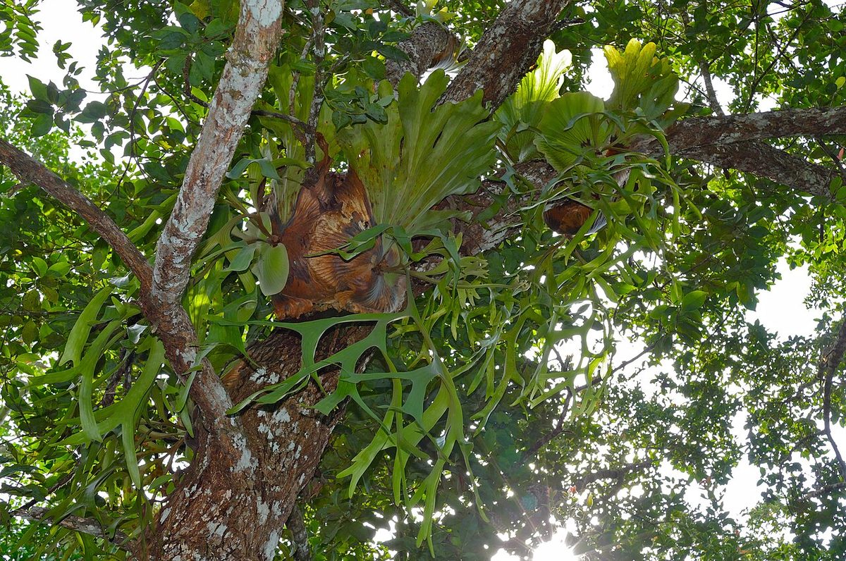 Platycerium ridleyi