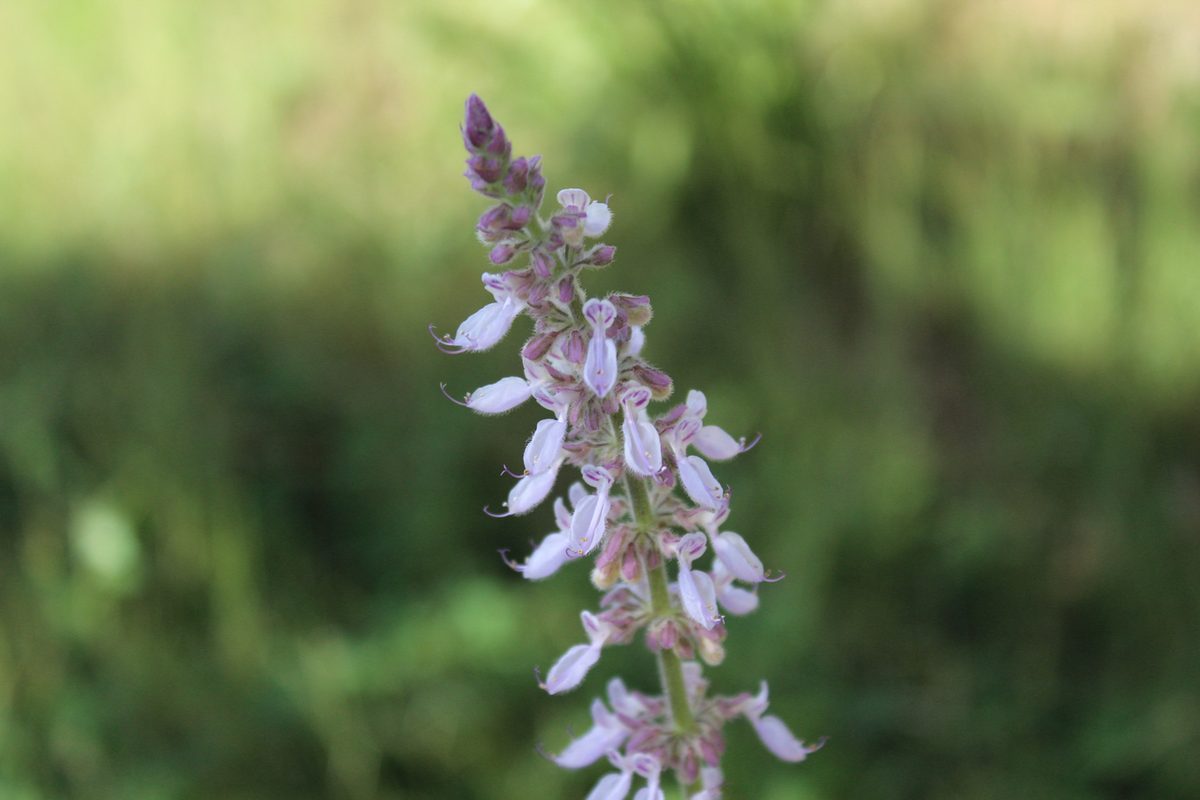 Plectranthus amboinicus