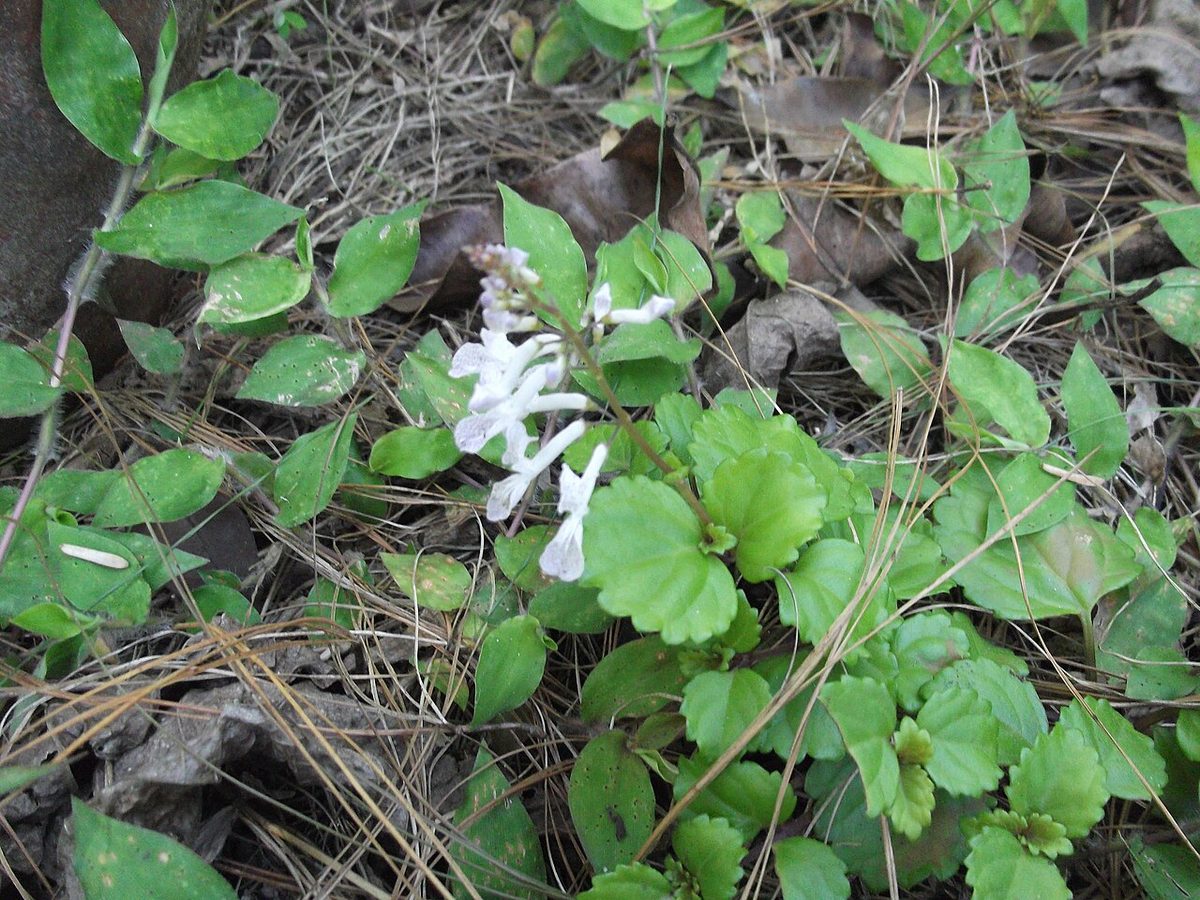 Plectranthus