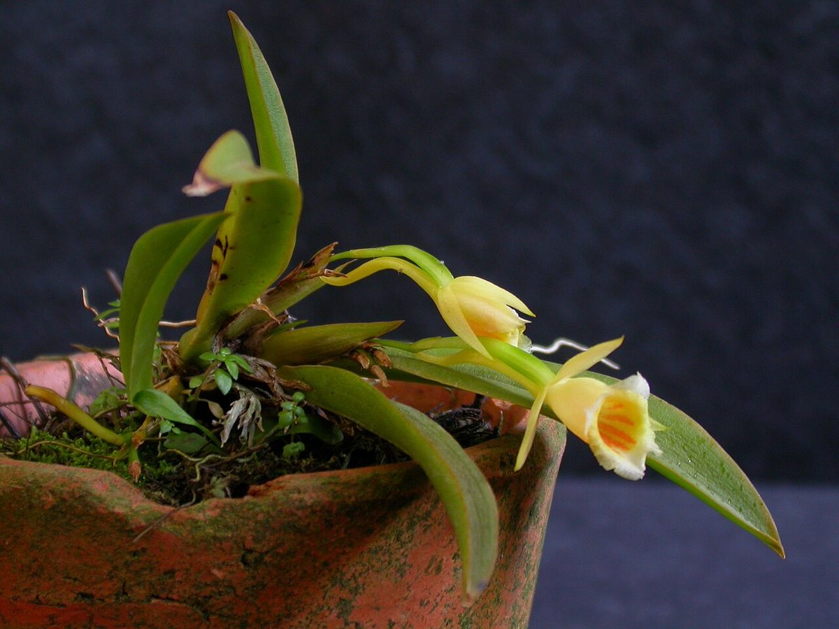 Plectrophora