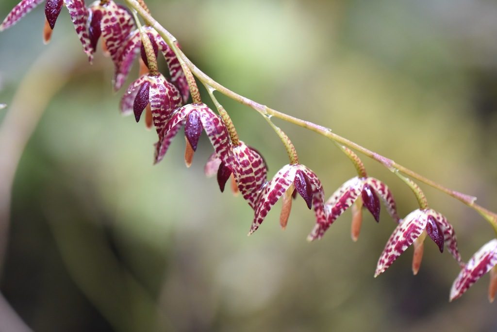Pleurothallis