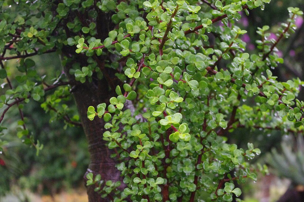Didiereaceae