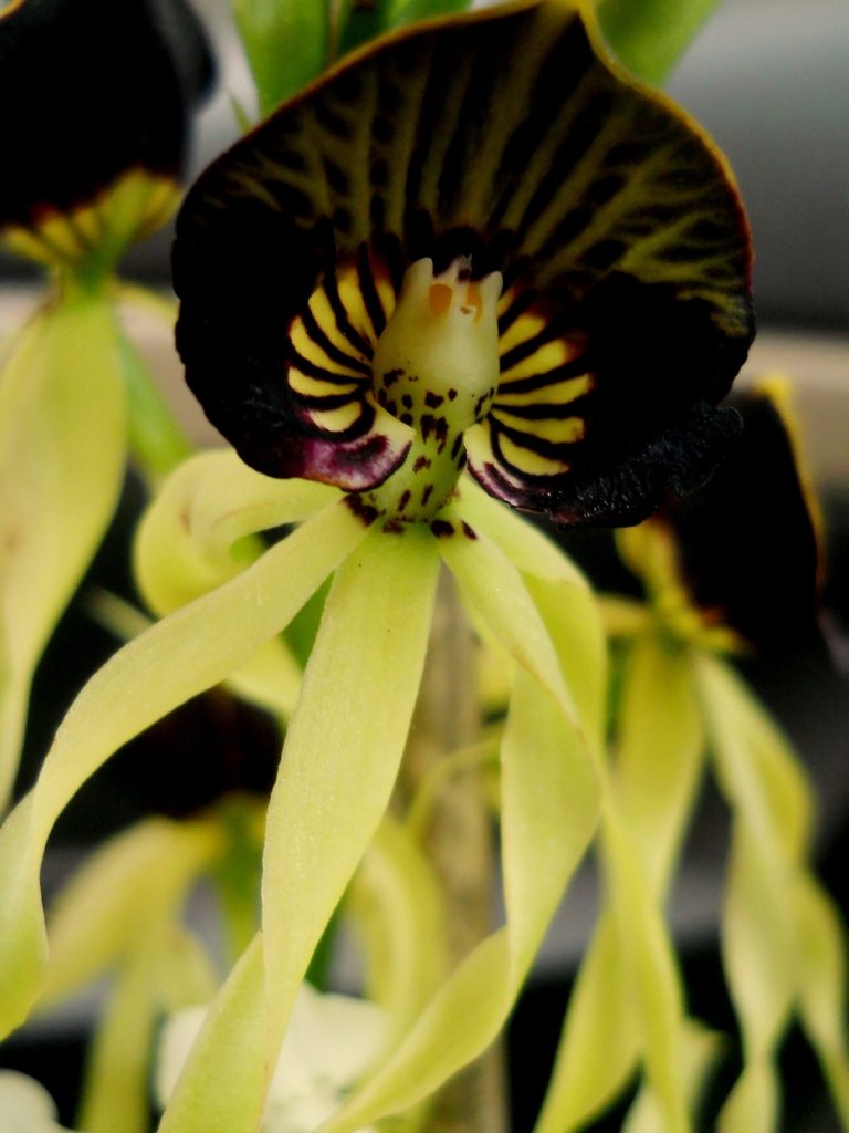 Prosthechea