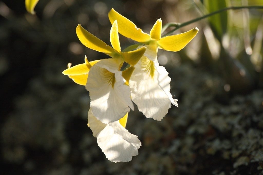 Prosthechea mariae