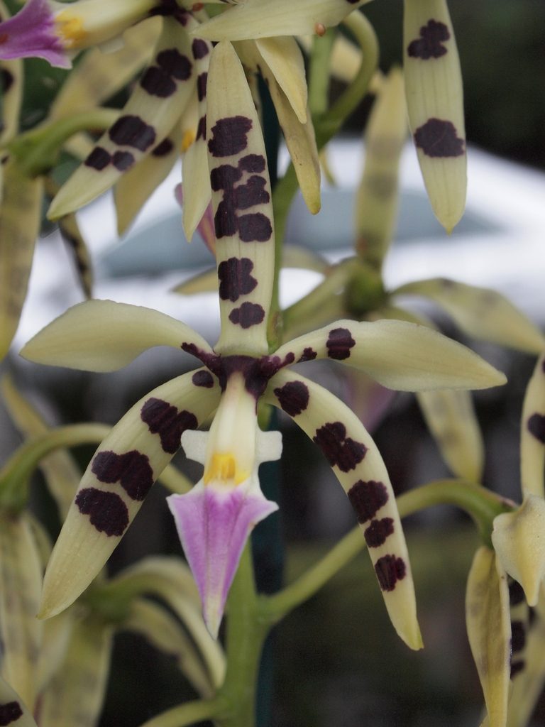 Prosthechea prismatocarpa