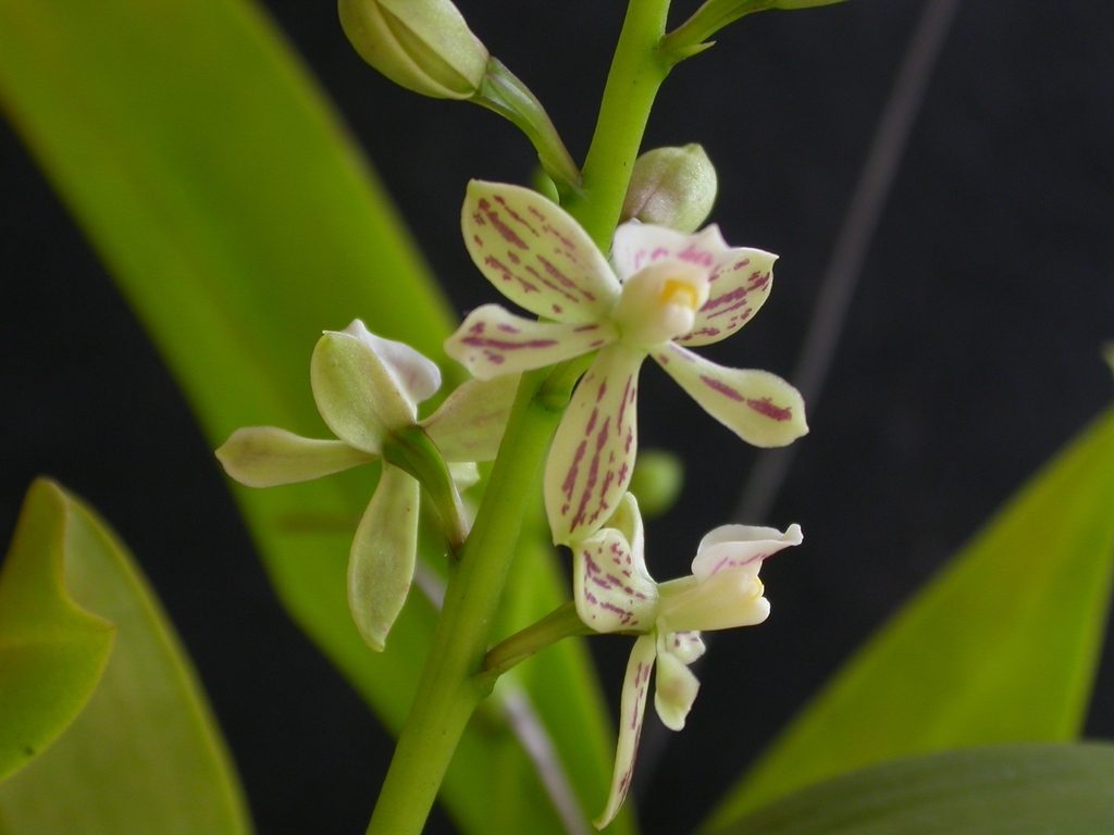 Prosthechea vespa