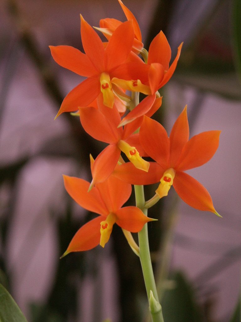 Prosthechea vitellina
