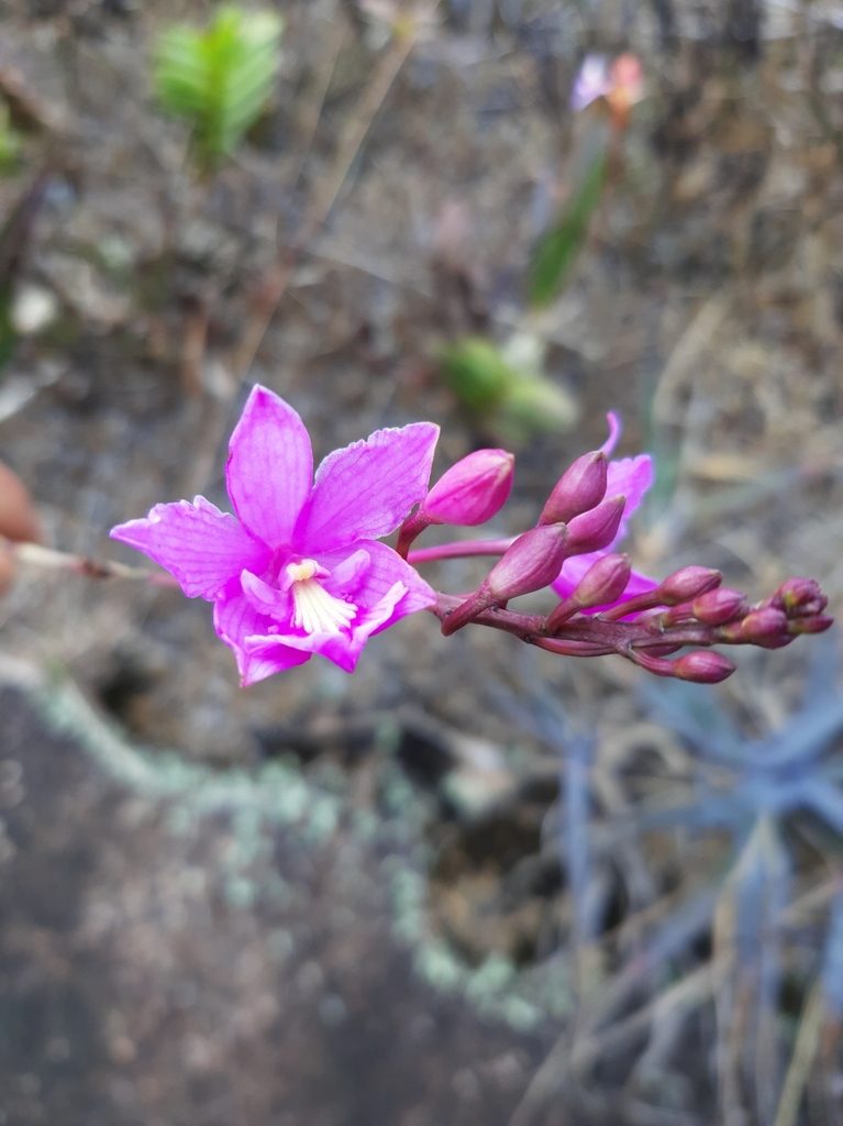 Pseudolaelia corcovadensis