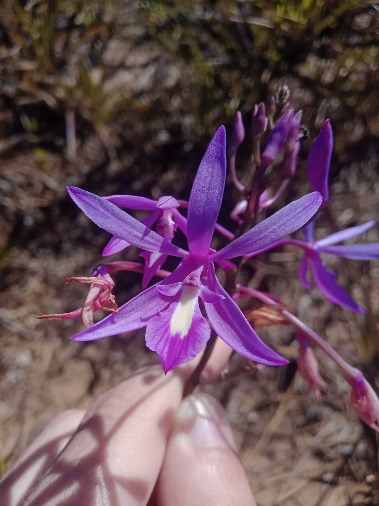 Pseudolaelia