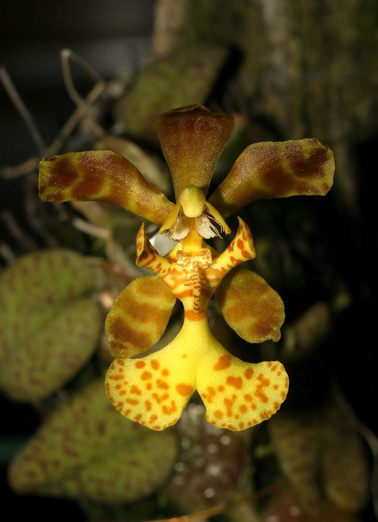 Psychopsiella