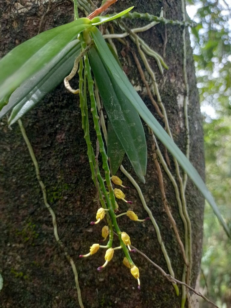 Pteroceras