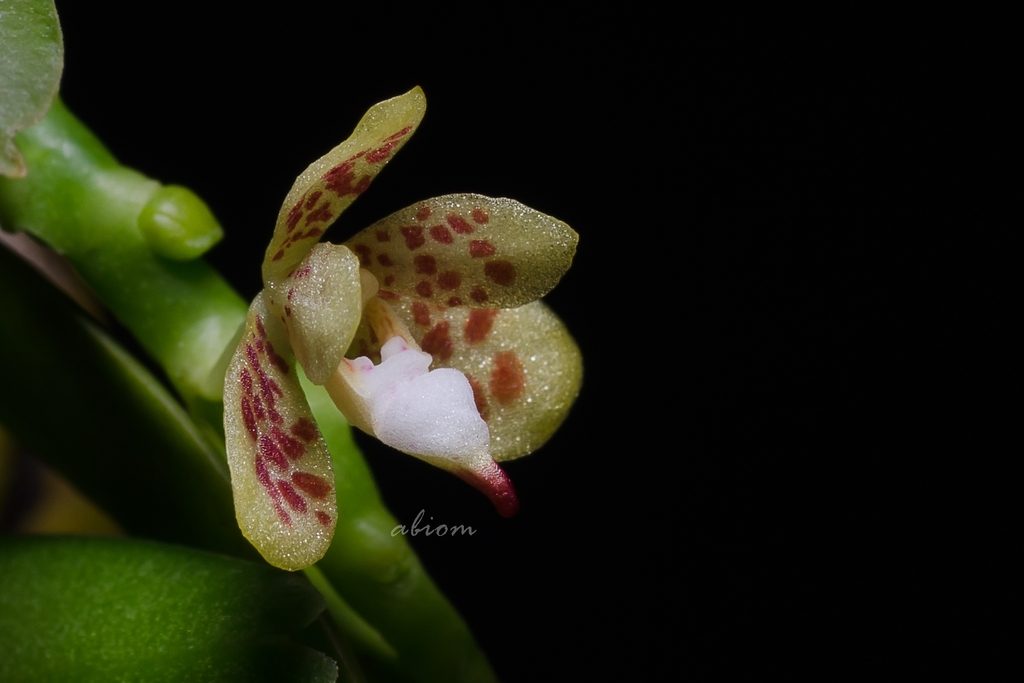 Pteroceras teres