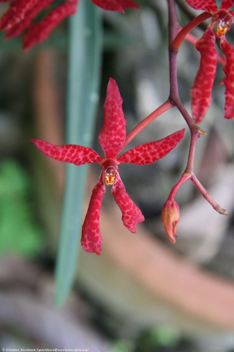 Renanthera bella