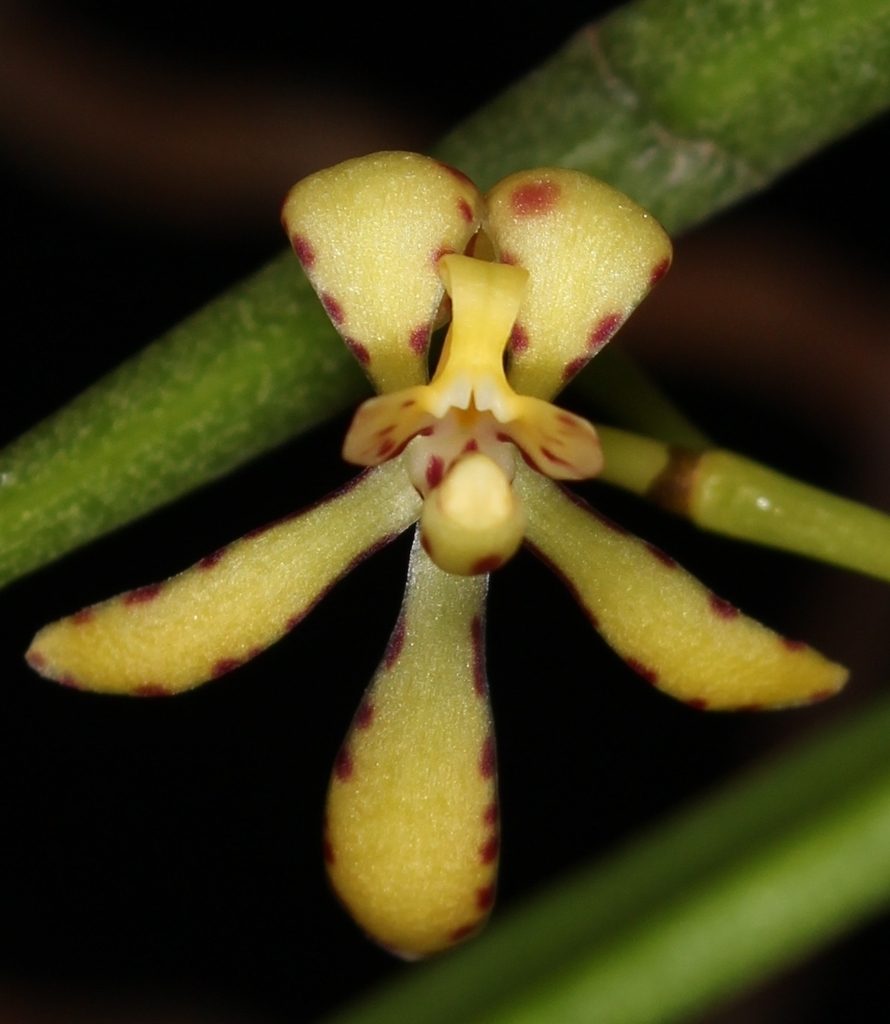 Renanthera histrionica