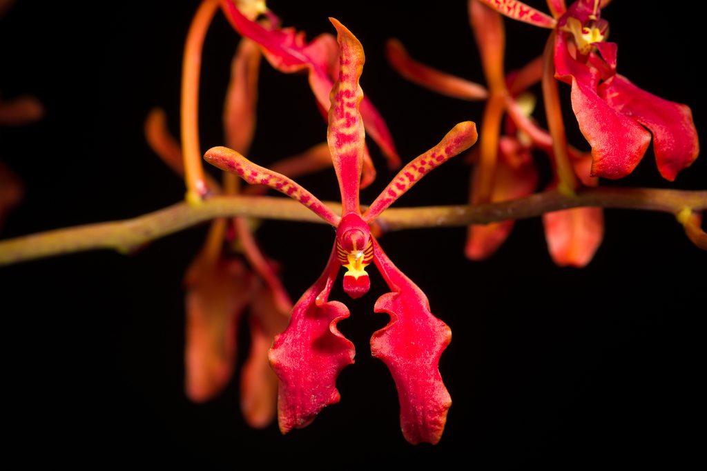 Renanthera philippinensis