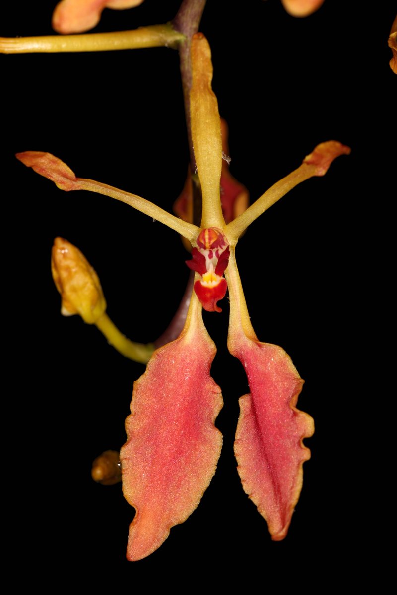 Renanthera vietnamensis