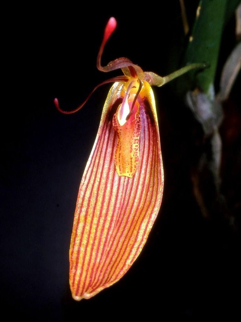 Restrepia