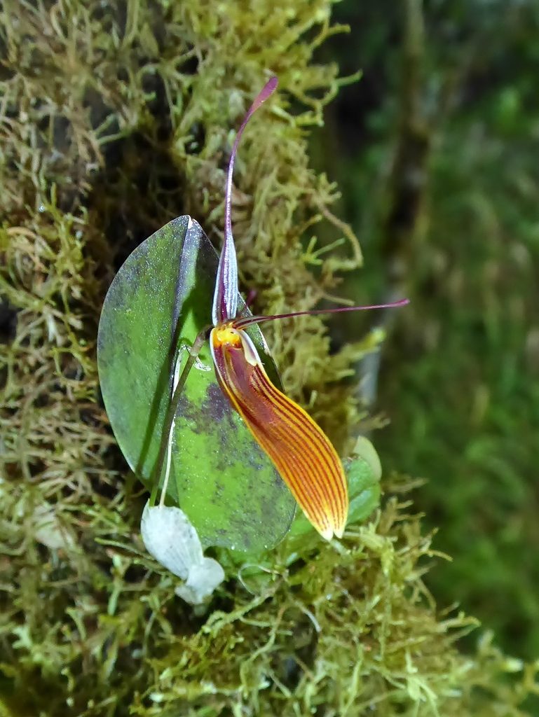 Restrepia brachypus