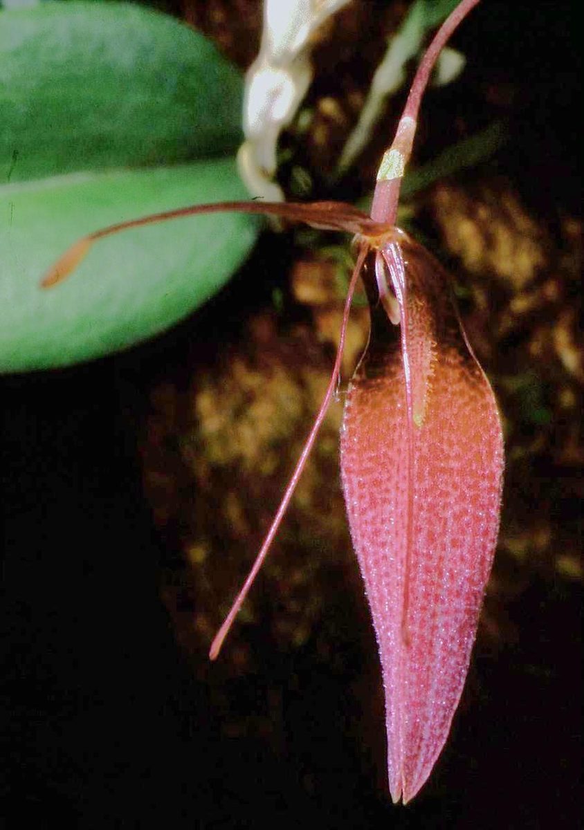Restrepia dodsonii