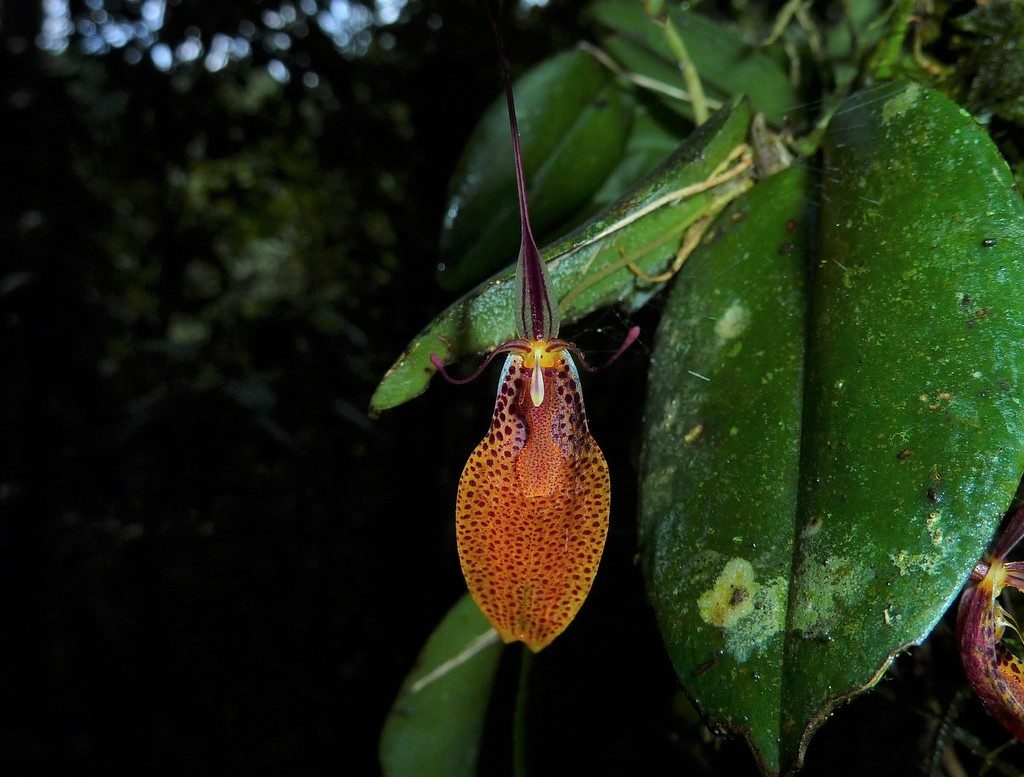 Restrepia elegans