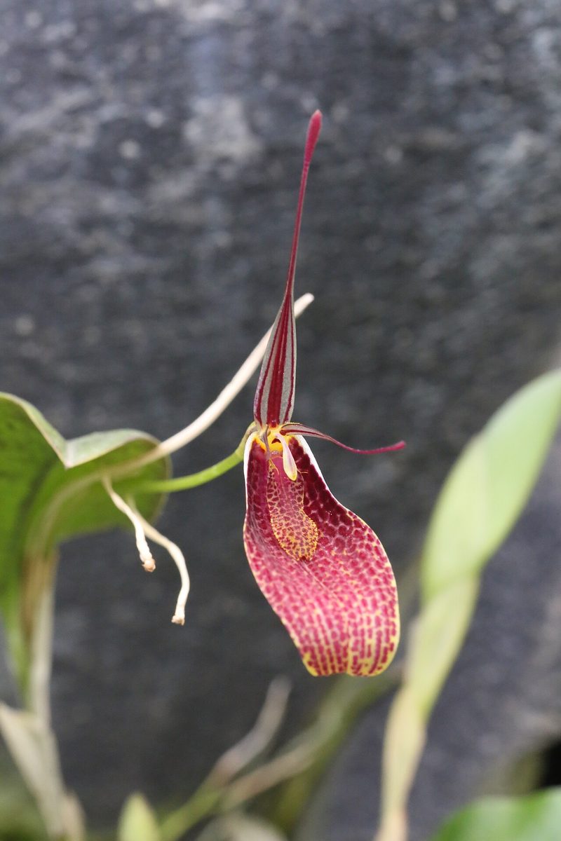 Restrepia guttulata