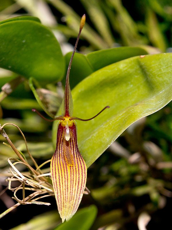 Restrepia trichoglossa
